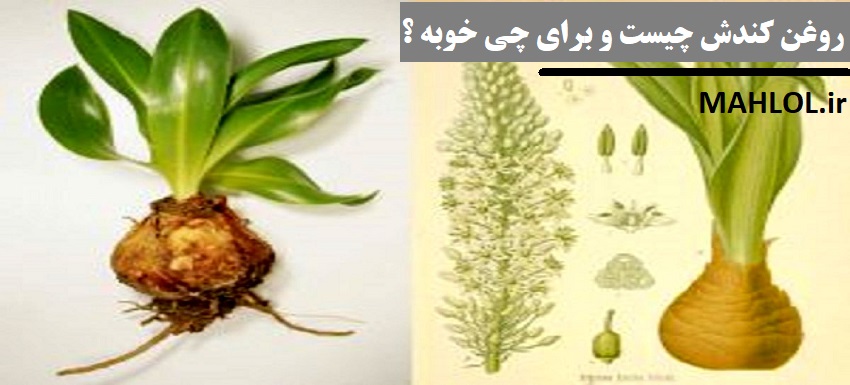 کندش چیست و روغن کندوش برای چی خوبه